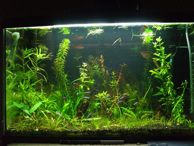 My_planted_Tank_019_thread.jpg