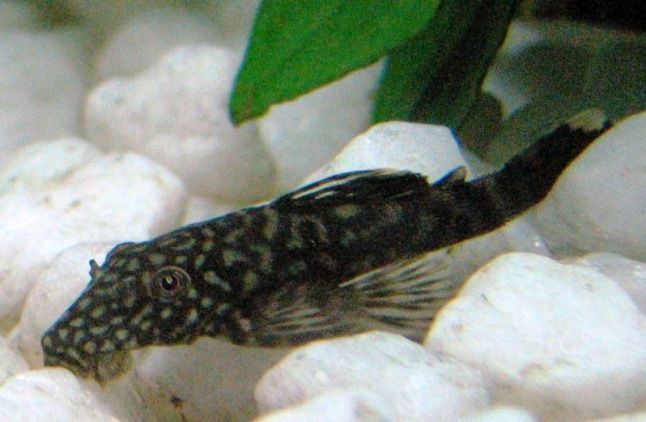 My_Pleco_named_Babe.JPG