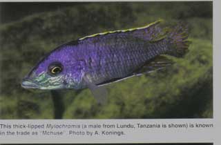 Mylochromis_mchuse.jpg