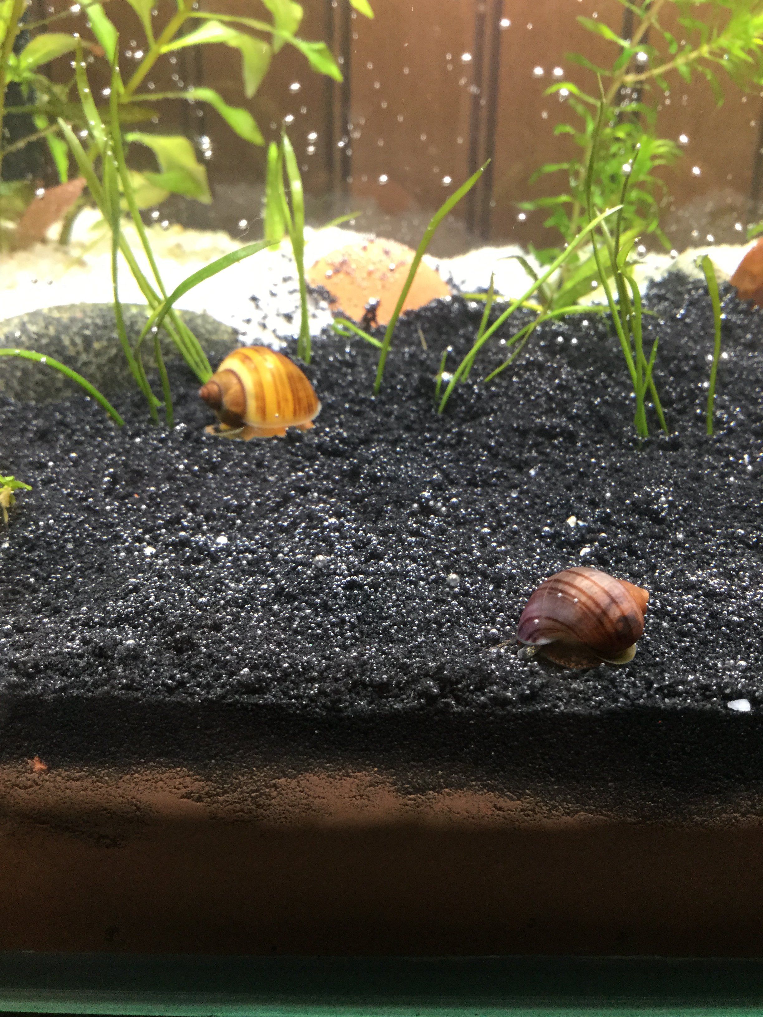 mystery snails 7-29-17.JPG