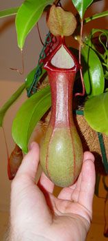 N_ventrata_pitcher.jpg