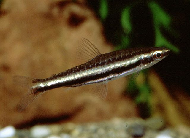 Nannostomus digrammus4.jpg