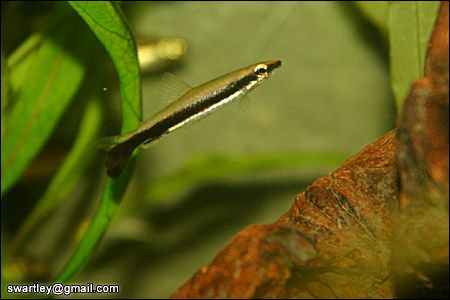 Nannostomus_unifasciatus.jpg