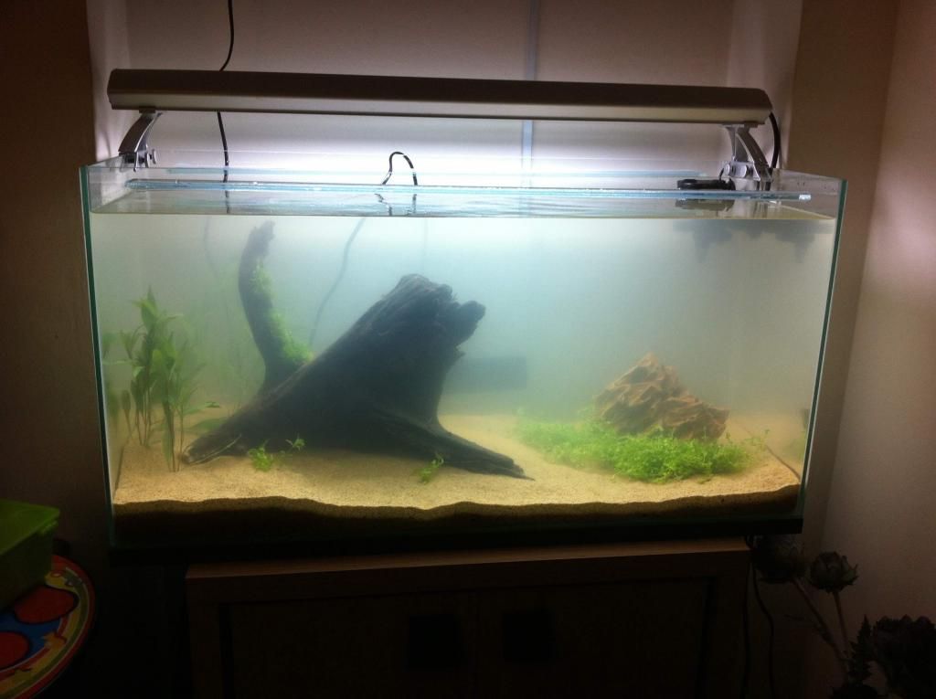 nearly complete tank.jpg