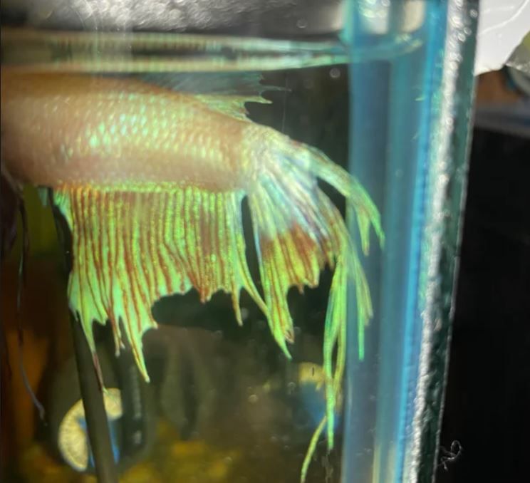 neo betta 1.JPG