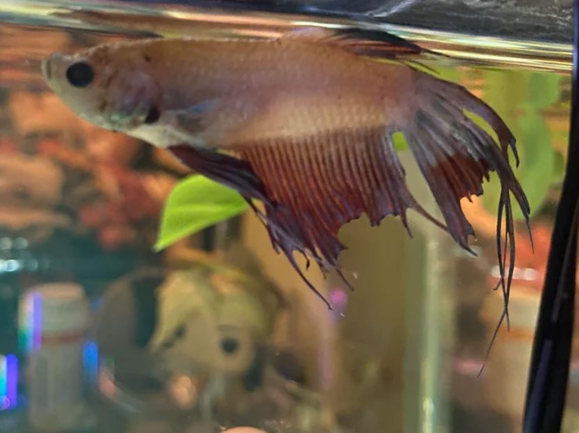 neo betta 3.JPG