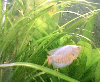 neon_gourami_expl.001.jpg