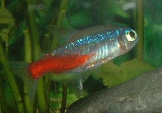 Neon_Tetra.JPG