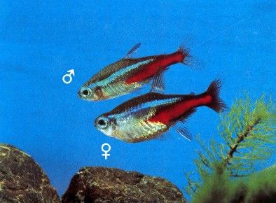 Neon_Tetra.jpg