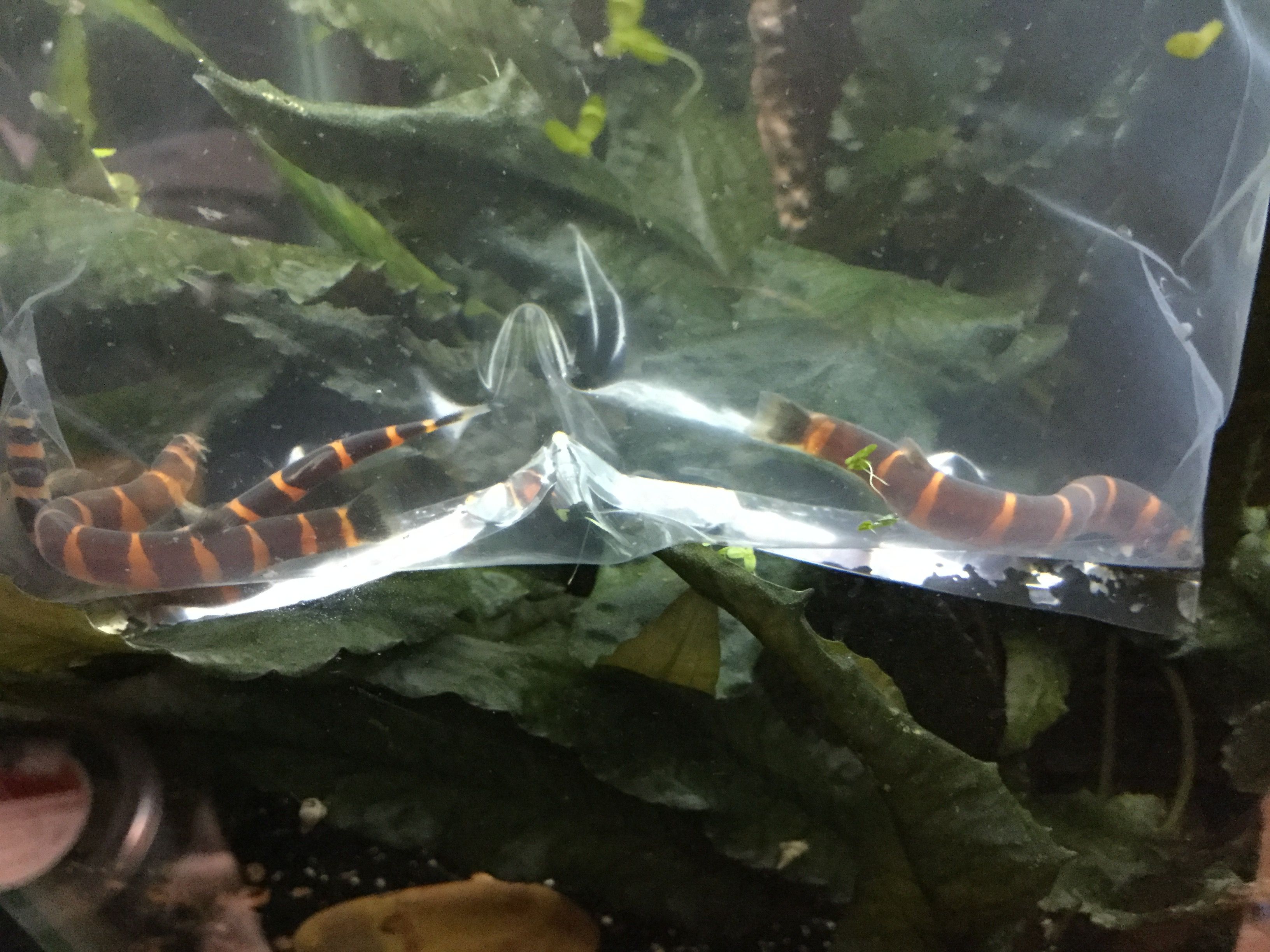 New banded loaches 12-8-17.JPG