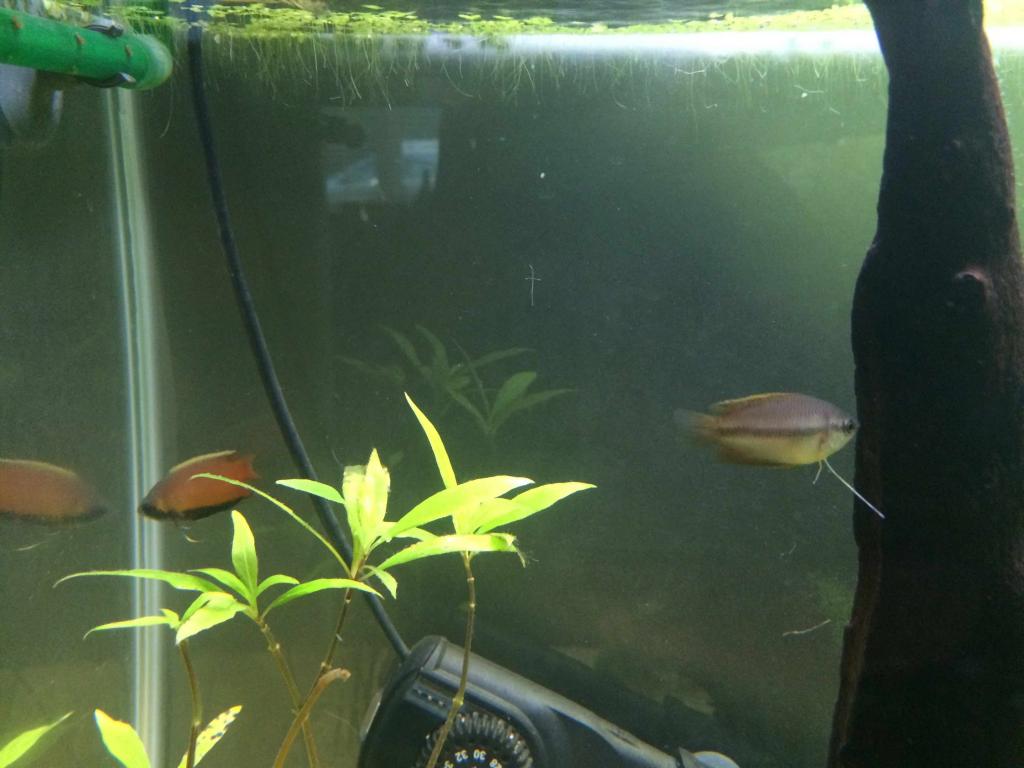 New F Gourami &amp; male.jpg