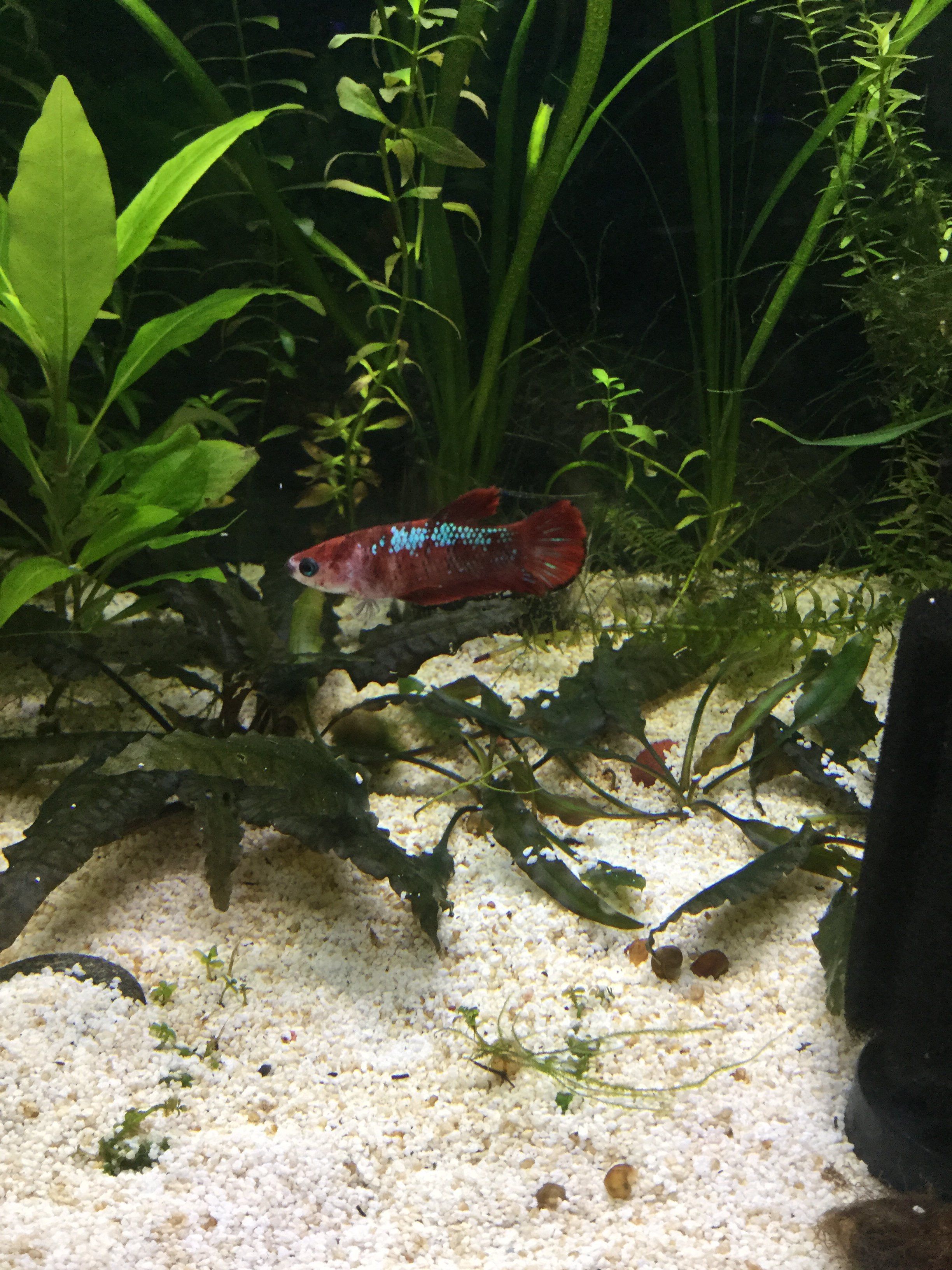 new red koi female betta2.JPG