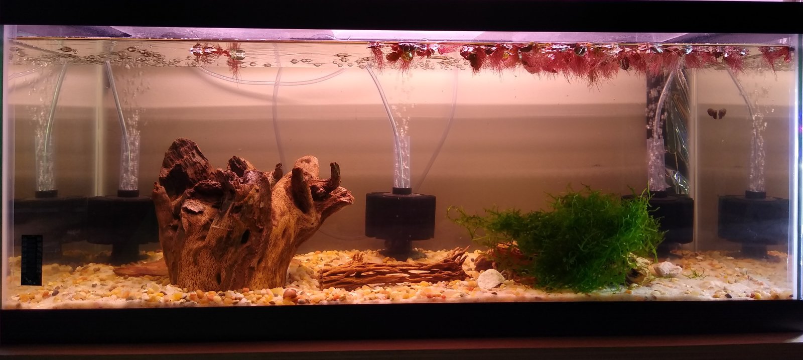 new shrimp tank.jpg