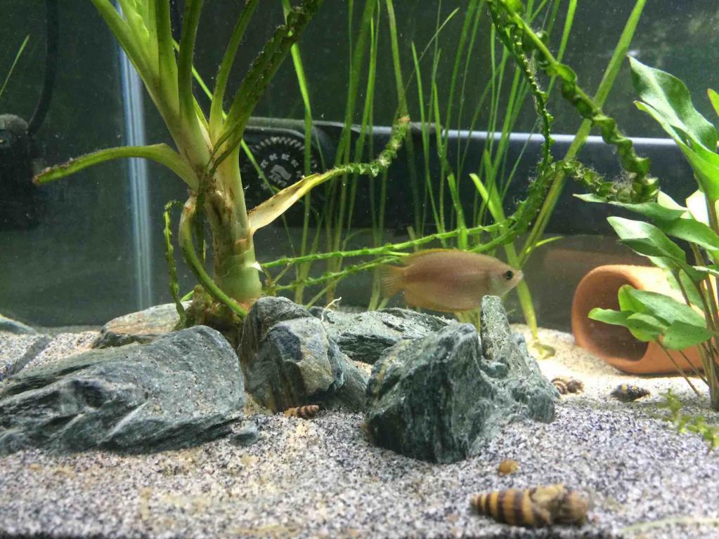 New tank setup Female G.jpg