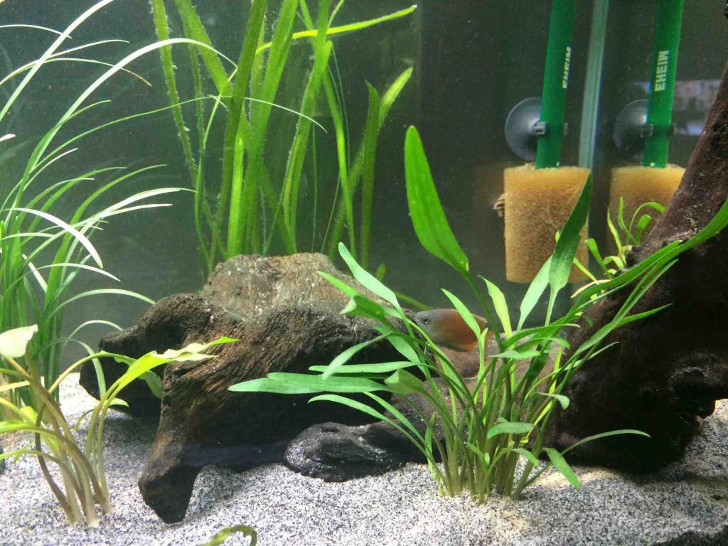 New tank setup Male G.jpg