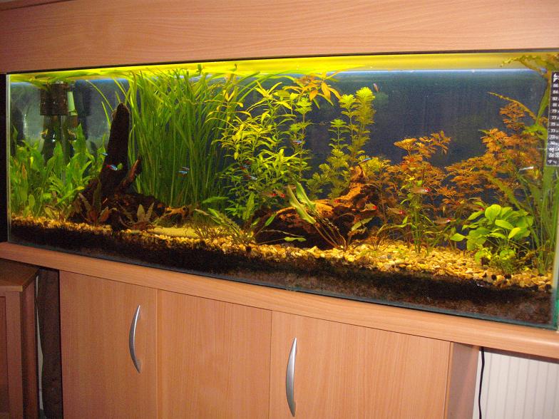 NEW_AQUARIUM_SIDE.jpg