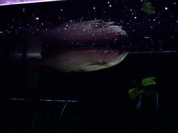 new_arowana_2.jpg