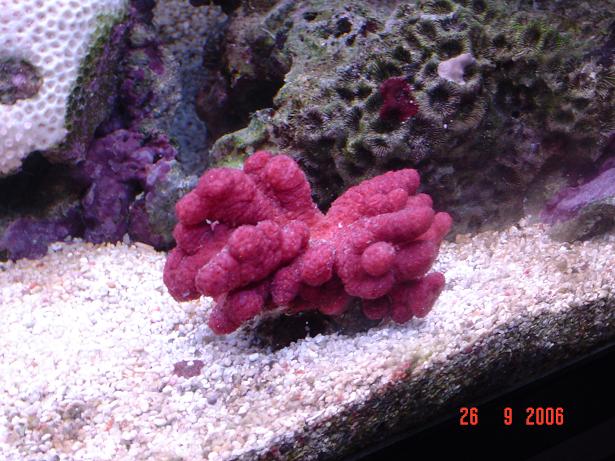 new_corals_012.jpg