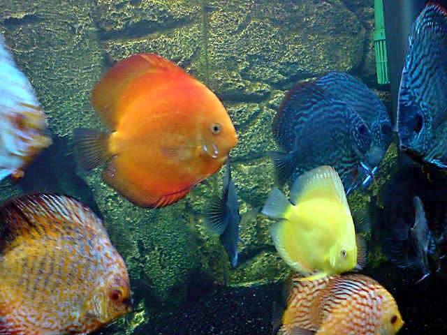 new_discus_pic_3_edited.jpeg