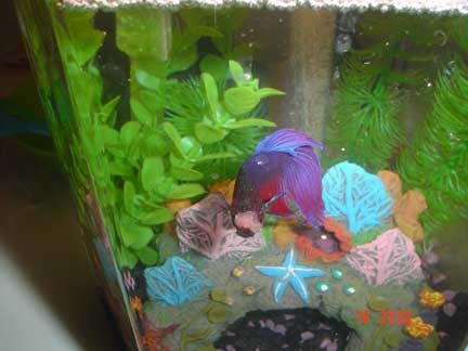 New_Fish_Tank_005.JPG