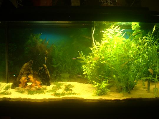 New_fish_tank__2.JPG