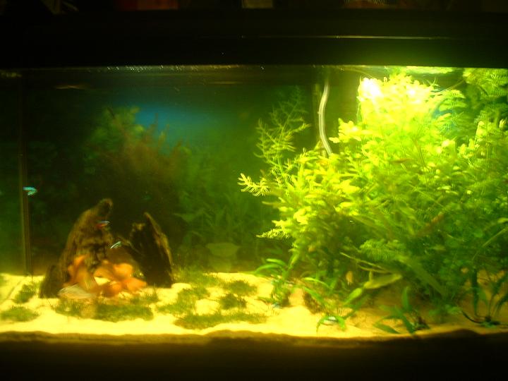 New_fish_tank__3.JPG