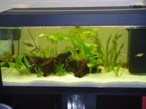 new_planted_tank0002.jpg