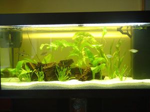 new_planted_tank_004_small.jpg