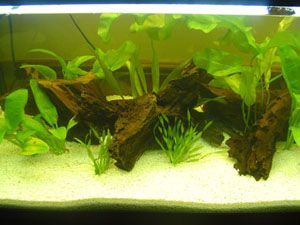 new_planted_tank_013_small.jpg