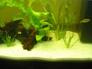 new_planted_tank_014_small.jpg