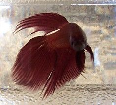 new_red_betta_boy_3.jpg