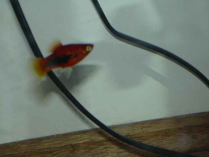 New_Tuxedo_Platy.jpg