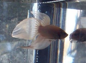 new_white_betta_boy_4.jpg