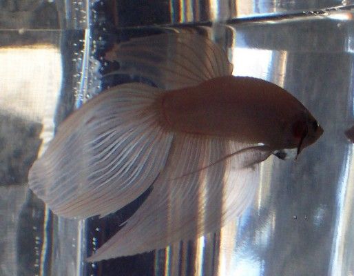 new_white_betta_boy_6.jpg