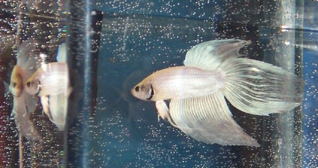 new_white_betta_boy_a1.jpg