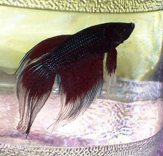 newbbetta1.jpg