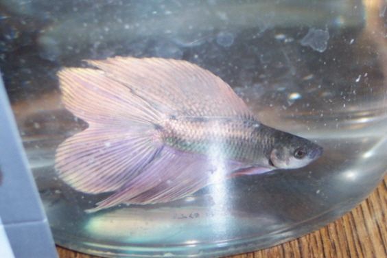 newbetta1.jpg