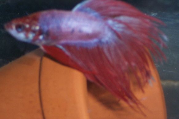 newbetta3.jpg