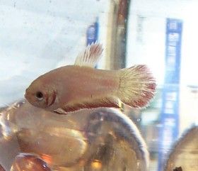 newfemalebetta1.jpg