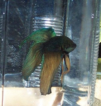 newtbetta1.jpg