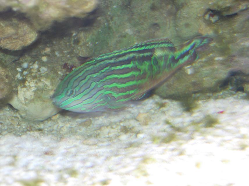 newwrasse.jpg