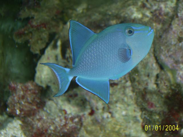 Niger_Triggerfish.JPG