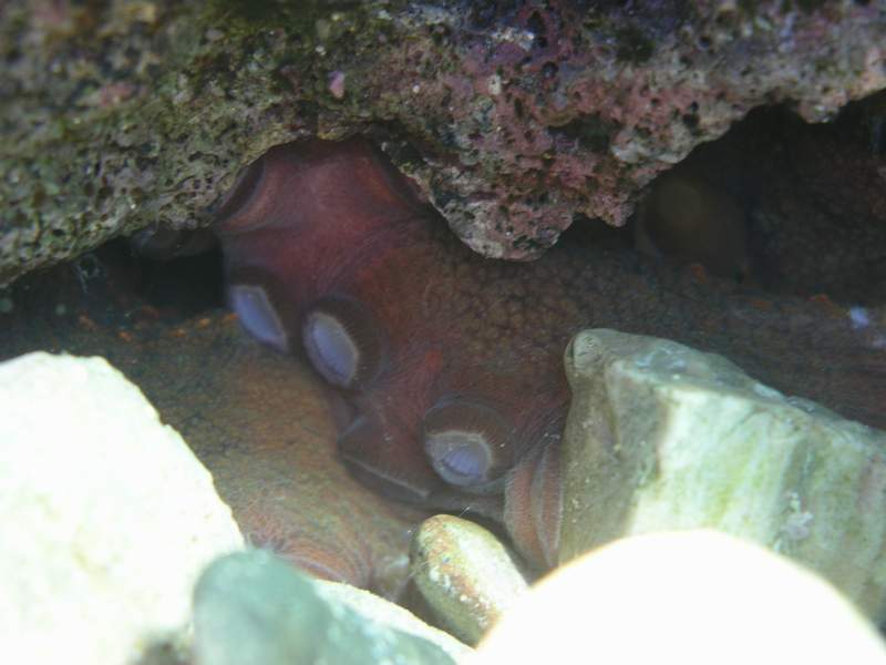 Octopus_Hiding.JPG