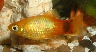 Orange_Platy.JPG