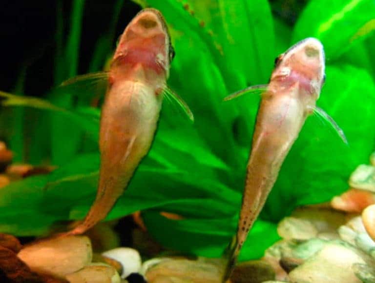 otocinclus-feeding.-happy image 2.jpg