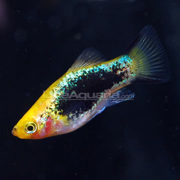 p-39951-Painted-Platy.jpg