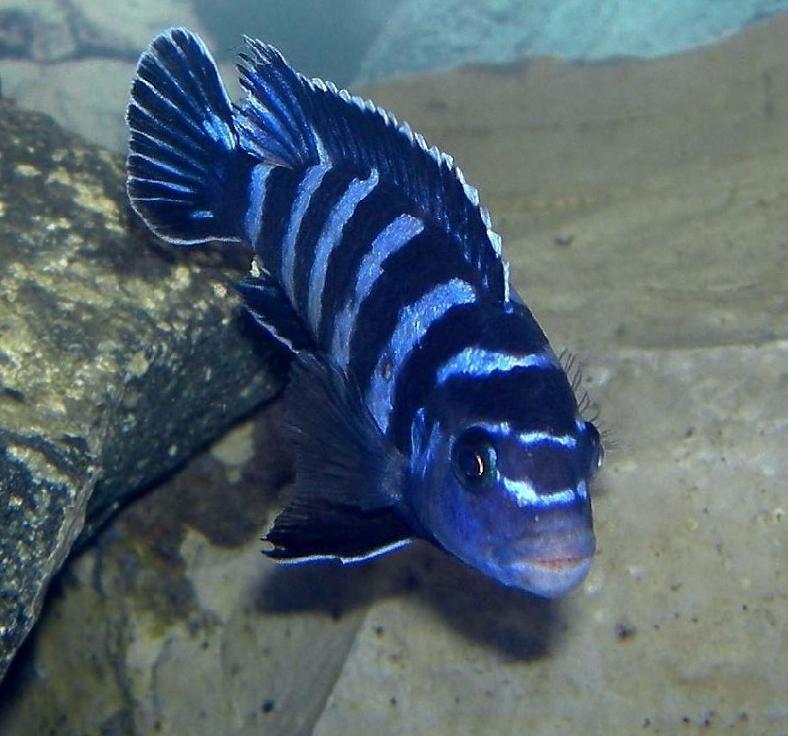 p._demasoni___subdom_male_signed.JPG