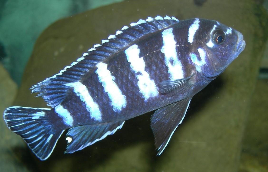 P_demasoni_male_smalla.JPG