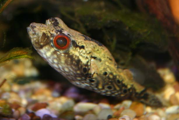 Palembang_puffer_1.jpg