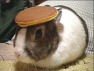 pancakebunny.jpg